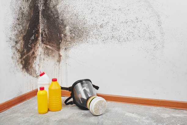 Best Emergency Mold Removal  in Granger, TX