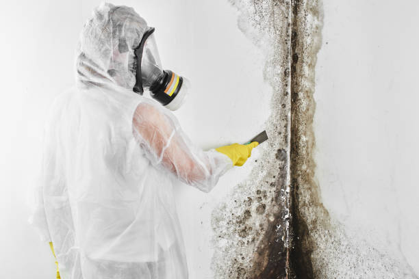 Best Toxic Mold Removal  in Granger, TX