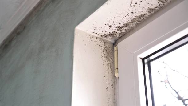 Best Black Mold Removal  in Granger, TX