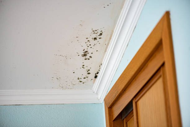 Best Residential Mold Removal  in Granger, TX