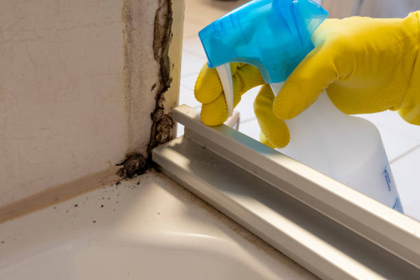 Best Mold Testing and Removal  in Granger, TX