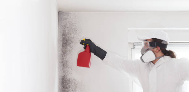 Best Mold Damage Repair  in Granger, TX