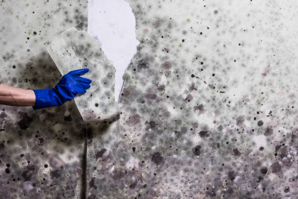 Office Mold Removal Services in Granger, TX