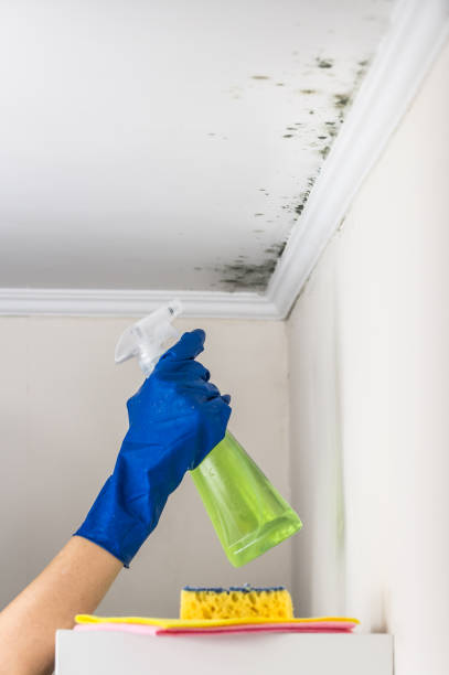 Best Local Mold Removal Service  in Granger, TX