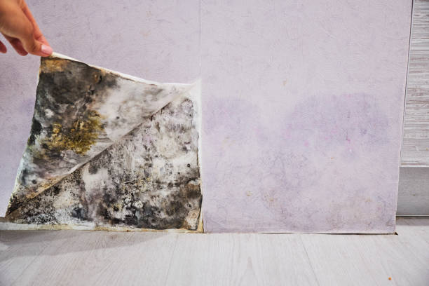 Best Best Mold Removal Companies  in Granger, TX